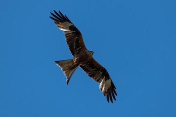 Obraz premium Red kite (Milvus milvus) bird of prey