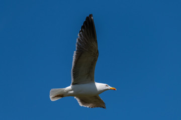 European herring gull (Larus argentatus)