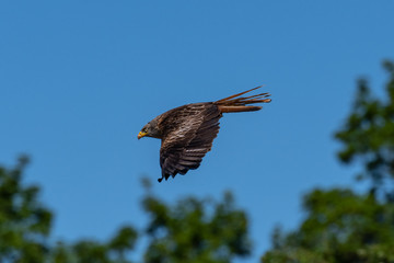 Red kite (Milvus milvus) bird of prey