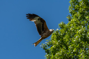 Red kite (Milvus milvus) bird of prey