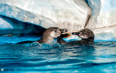 two playful Humboldt penguins (Peruvian penguin or Patranca)  floating on  blue water surface (photo at  zoo) 