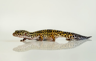 Eublepharis macularius, leopard lizard on white background with reflection