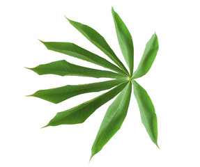 Green leaves isolated on white background. with clipping path.