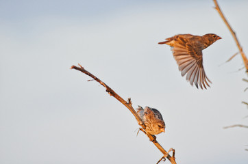 Tree Finch Roosting in Shrub and in Flight on Galapagos Islands