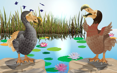 dodo birds at the swamp © เอกชัย โททับไทย