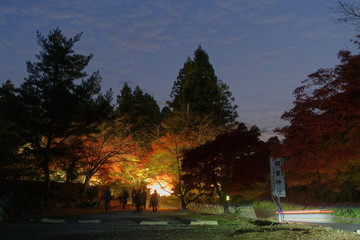 滋賀県多賀町の胡宮神社の紅葉のライトアップと観光客の人影