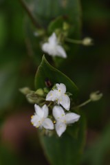 Tradescantia fluminensis (Greenwandering Jew) forms colonies in slightly damp shades and waterfronts.