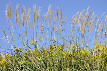 すすきとセイタカアワダチソウ