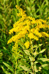 セイタカアワダチソウ