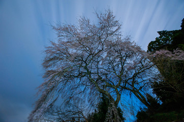 夜明けの桜と流れる雲