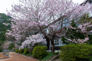 小学校の白い校舎と桜