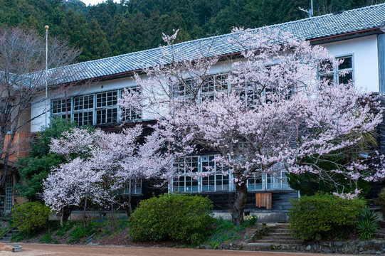 小学校の校舎と桜