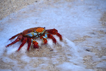 CANGREJO, ISLAS GALÁPAGOS