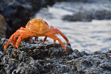 CANGREJO, ISLAS GALÁPAGOS