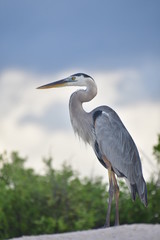 GARZA, ISLAS GALÁPAGOS