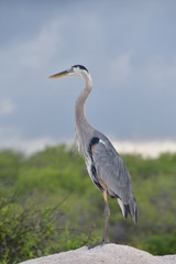 GARZA, ISLAS GALÁPAGOS