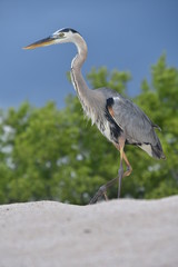 GARZA, ISLAS GALÁPAGOS