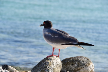 GAVIOTA DE COLA BIFURCADA, ISLAS GALAPAGOS