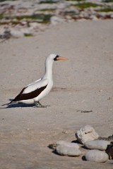 PIQUERO ENMASCARADO, ISLAS GALAPAGOS