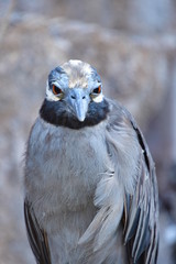 GARZA NOCTURNA, ISLAS GALAPAGOS