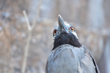GARZA NOCTURNA, ISLAS GALAPAGOS
