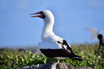 Fototapeta premium PIQUERO ENMASCARADO, ISLAS GALAPAGOS