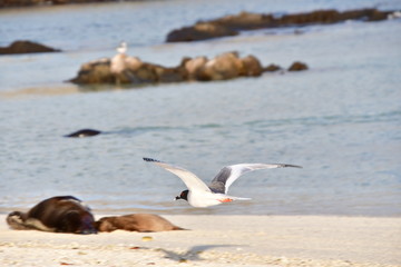 GAVIOTA DE COLA BIFURCADA, ISLAS GALAPAGOS