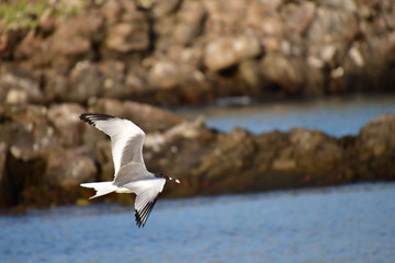 GAVIOTA DE COLA BIFURCADA, ISLAS GALAPAGOS