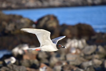 GAVIOTA DE COLA BIFURCADA, ISLAS GALAPAGOS