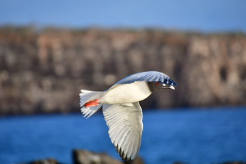 GAVIOTA DE COLA BIFURCADA, ISLAS GALAPAGOS