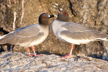 GAVIOTA DE COLA BIFURCADA, ISLAS GALAPAGOS