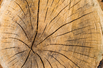 Environmental protection concept-cross section of the tree close-up, texture
