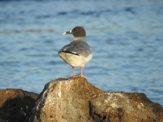 GAVIOTA DE COLA BIFURCADA, ISLAS GALAPAGOS
