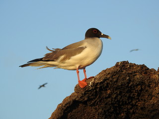 GAVIOTA DE COLA BIFURCADA, ISLAS GALAPAGOS