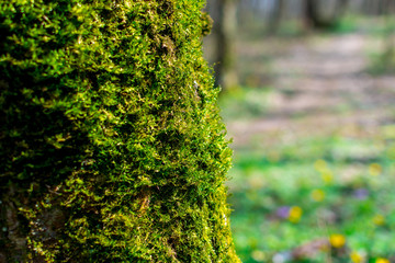 Green sprouts of moss closeup on a tree on a sunny summer day, selective focus, background