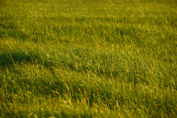 Green field by the sunset.