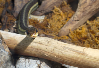 Fototapeta premium grass-snake reptile snake environment nature animal venomous