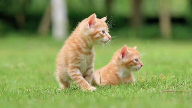 Two adorable ginger kittens on meadows, crying and looking for their mother, lovely pets, 4k footage, slow motion.