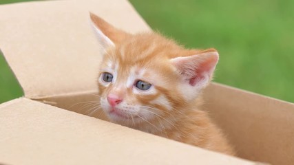 Close up portrait of a cute ginger kitten looking and crying in box, beautiful blue eyes, lovely pet, 4k footage, slow motion.