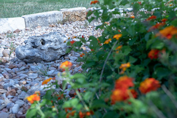 flower garden