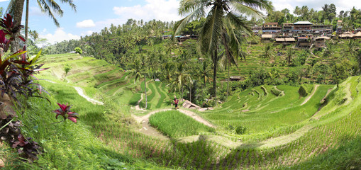 riziere bali