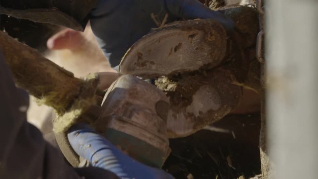 close up cow hoof trimming slow motion