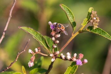 A beleza do inseto na natureza