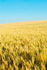 Wheat field