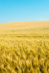 Wheat field