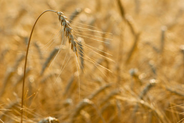 Wheat ears