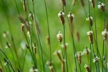 ヘラオオバコのユニークな花が咲く