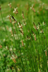 ヘラオオバコのユニークな花が咲く