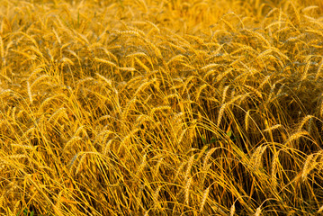 Wheat ears