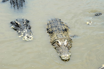 Large crocodiles swim in public swamps.